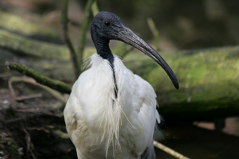 Fotoclubje Blijdorp 2008-138.jpg